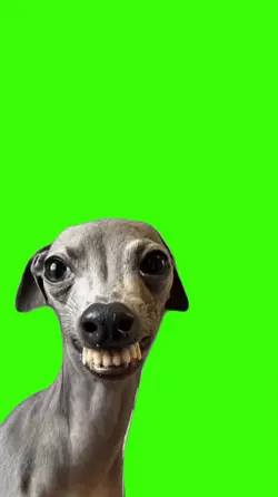 Dog/Cachorro.