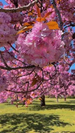 Sakura & Chill