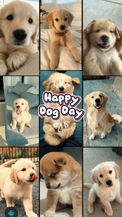 HAPPY DOG DAY