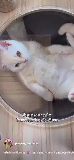แมวอ้วน