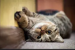 Kitty's 