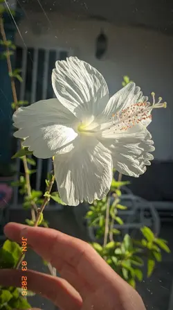 ចំប៉ាមួយទង🫶🏻🎀