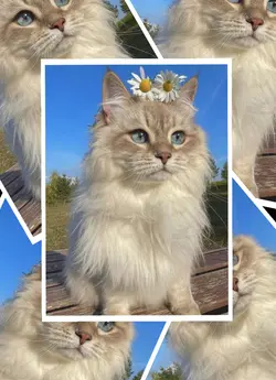Kedi