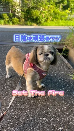 ユーロビート 80’s