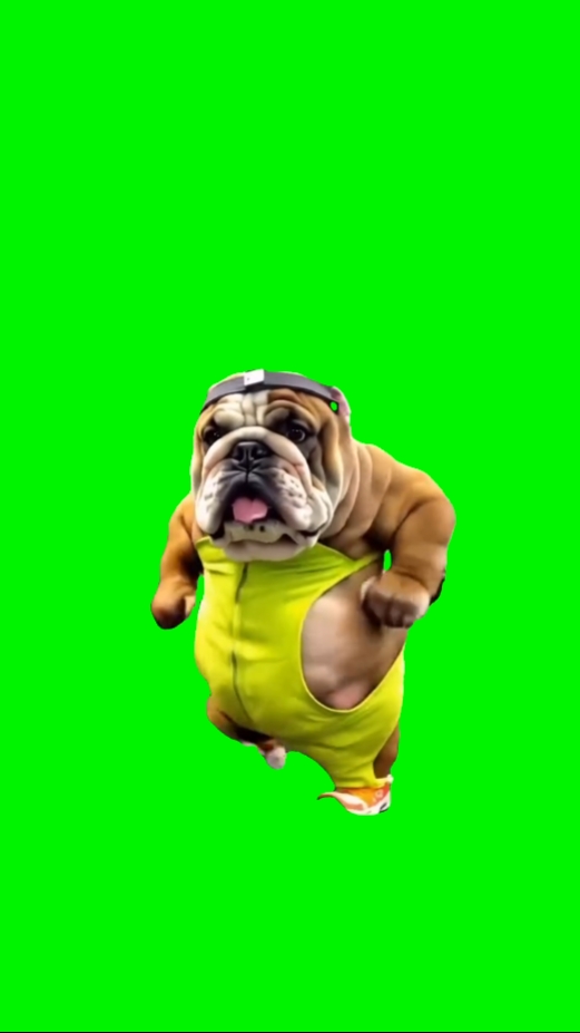 Meme de cachorro engraçado 