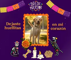 huellitas