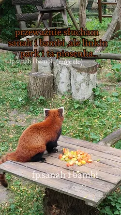 pandka ruda z zoo