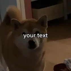 that shiba is me