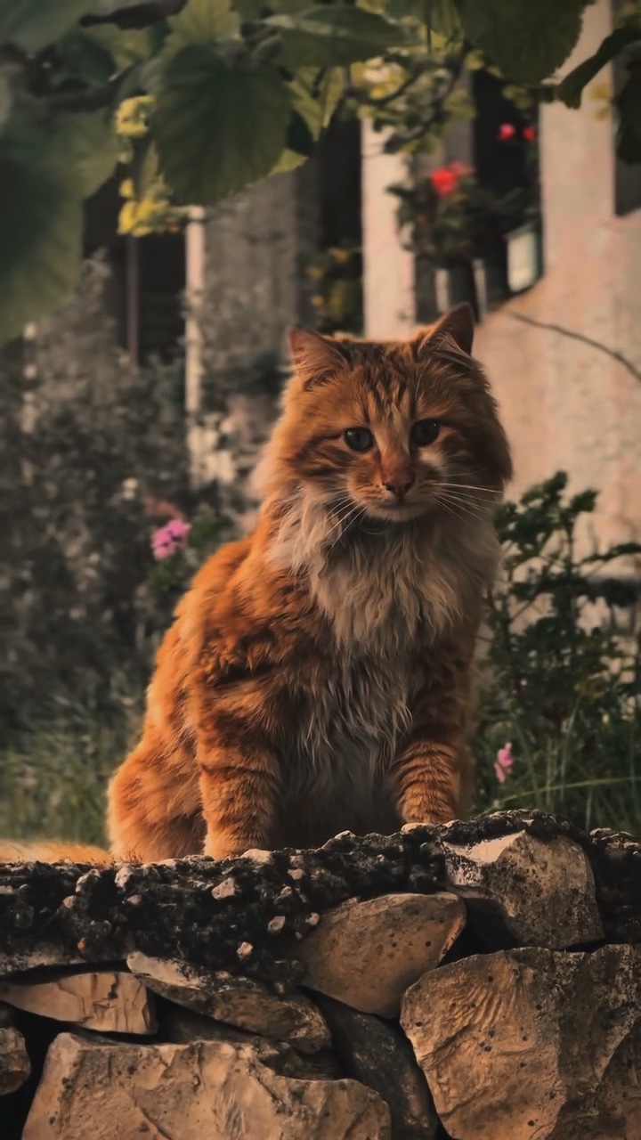 SLOWMUSIC | CAT🐈