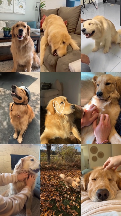 Dog moments