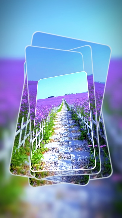 Cover Picture