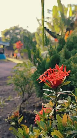 DJ HUMAVA MIDLE KANE