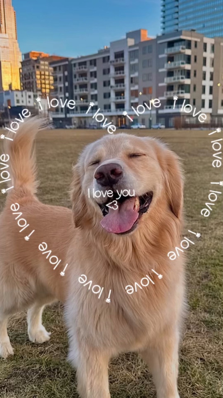 Eu amo (tema animal de estimação)