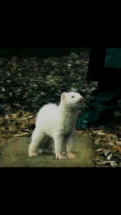 Malfoy The Ferret
