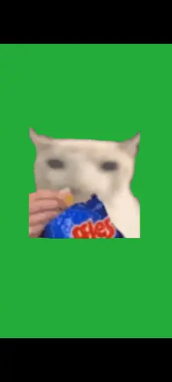 ポテチを食べる猫