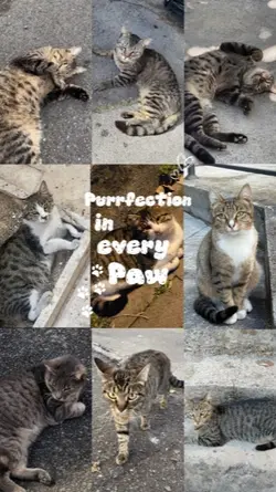 Cat Lovers
