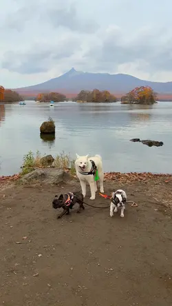 愛犬と旅行