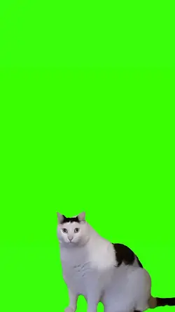 kucing greenscreen 2