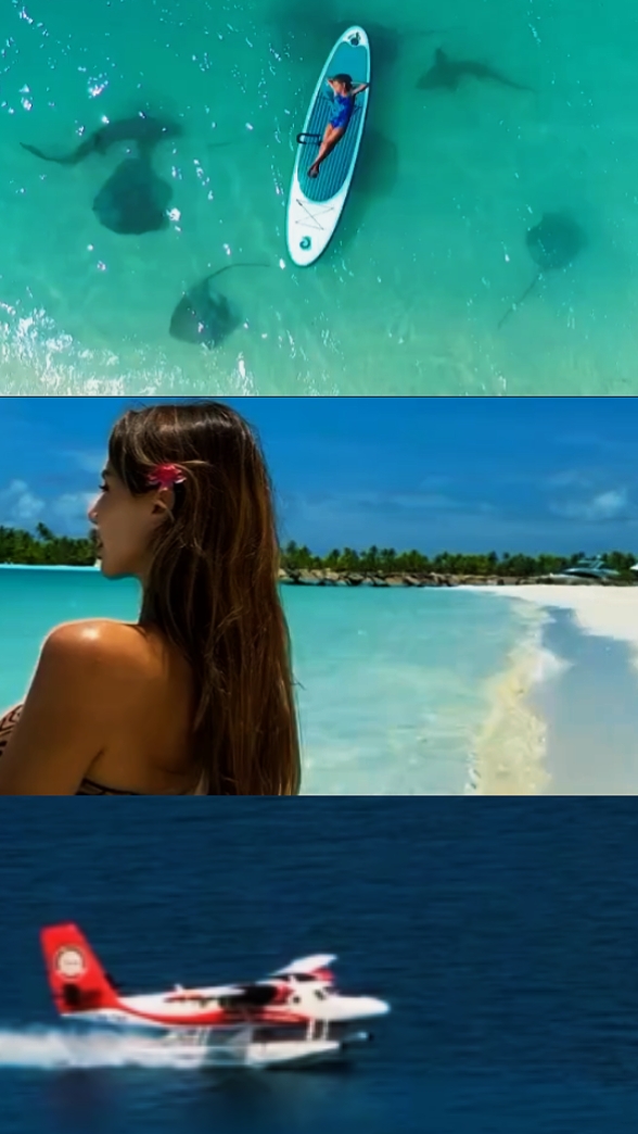 video 3grid