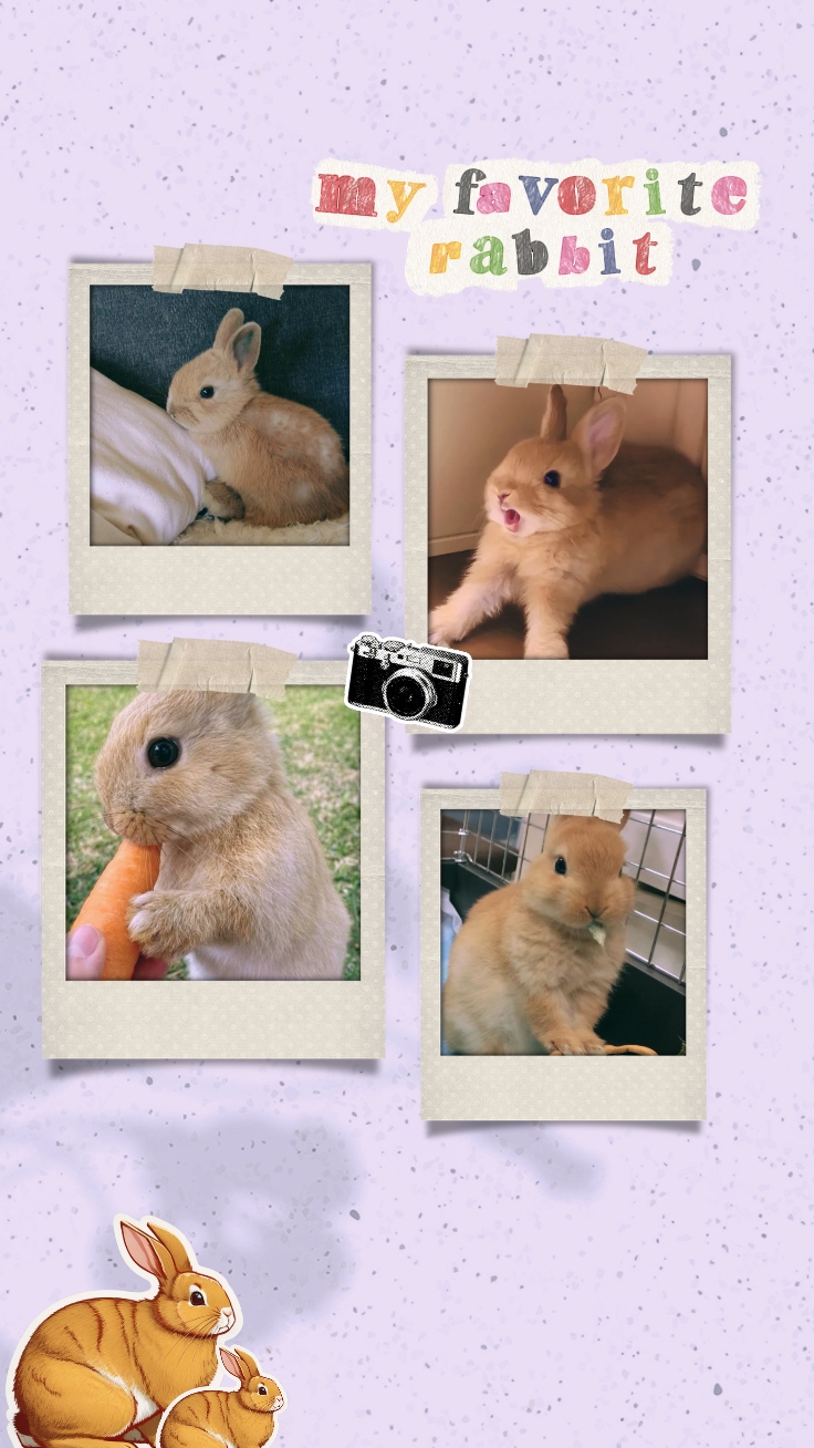 Mi conejo favorito 