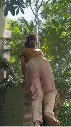 Dahon ng malunggay