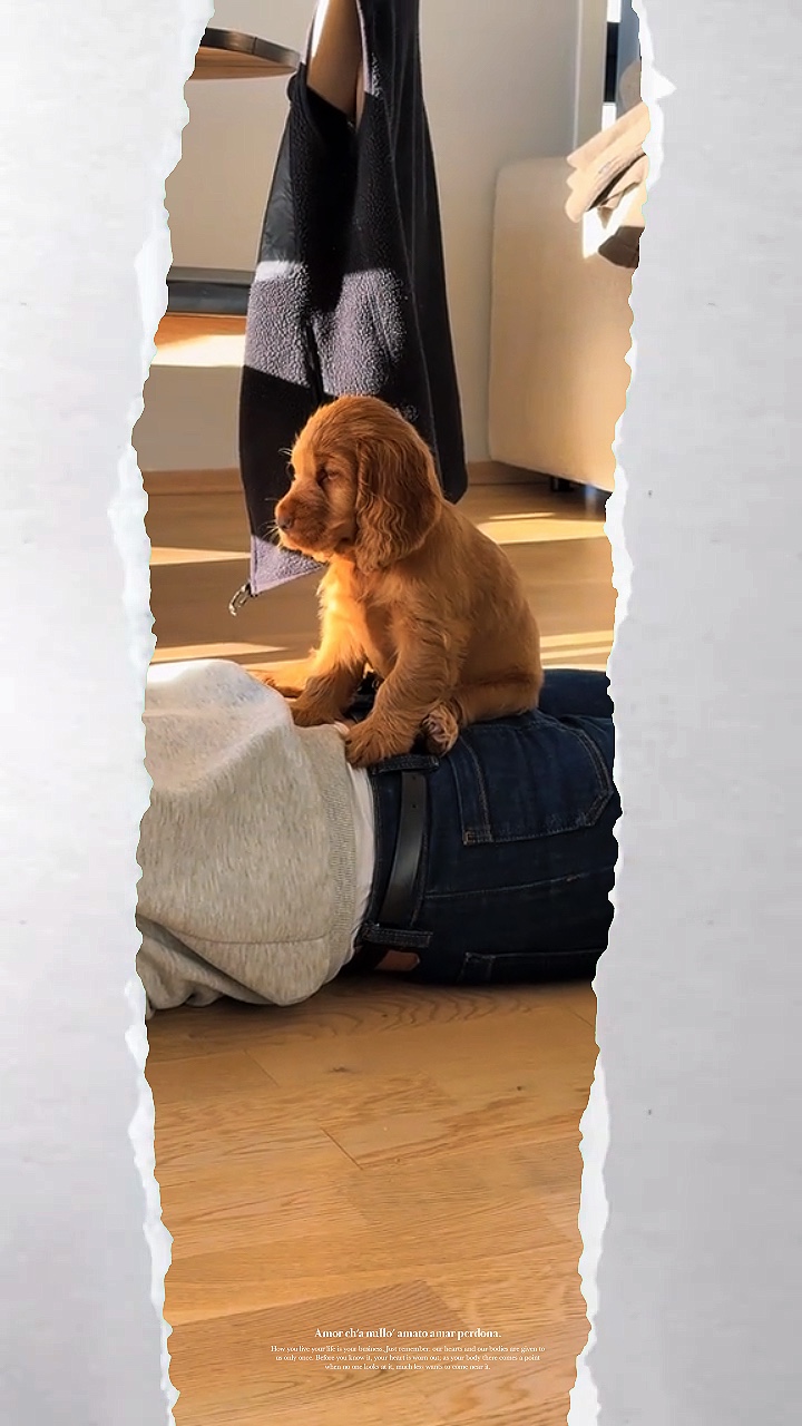 Hündchen sitzt