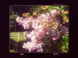 Capture Film