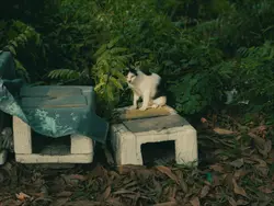 FEEL AT HOME - B Ray