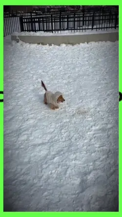 snow and dog