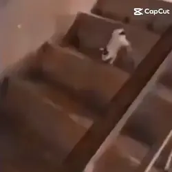 Cat Stairs
