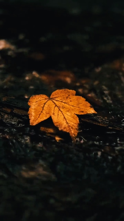 Cinematic Nature 