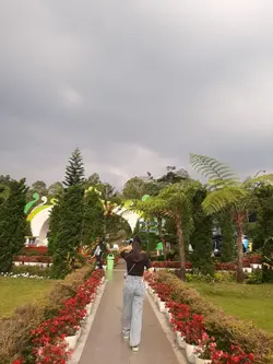 ambon manise