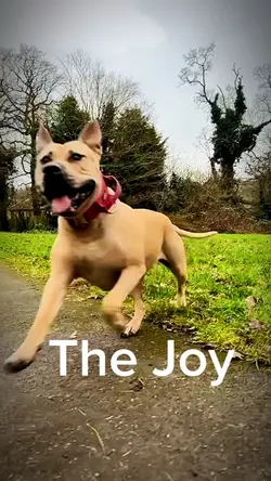 The Joy