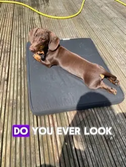 Burger King dog