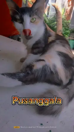 Pets pusanggala