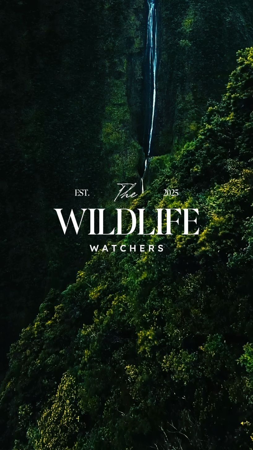 VAHŞİ HAYAT İZLEYİCİLERİ