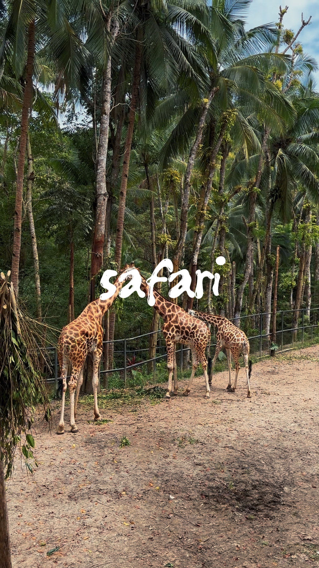 Safari Adventure