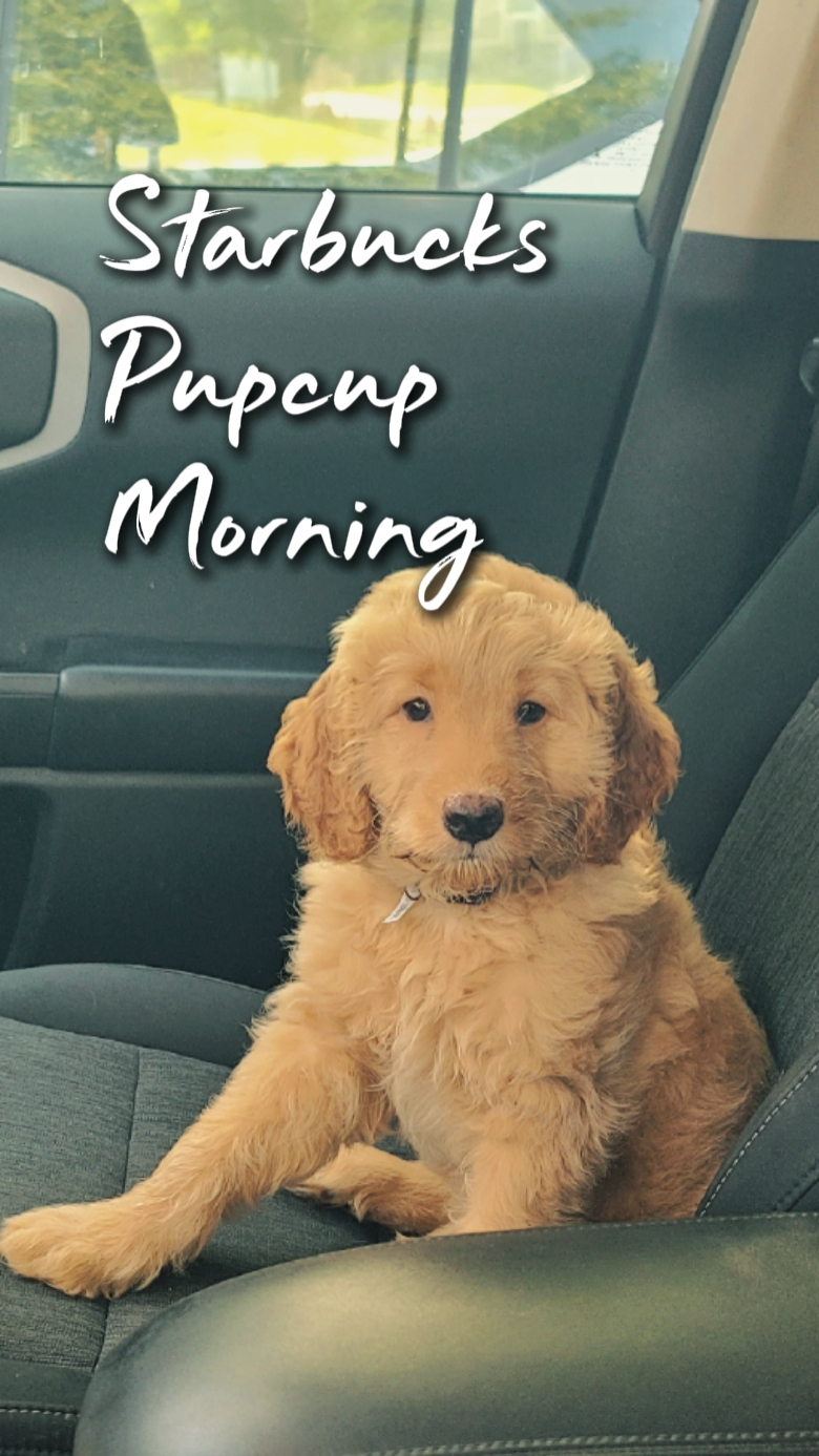Starbucks Pup Cup