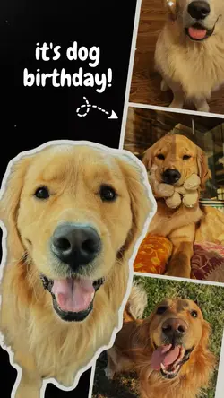 Dog Birthday 🌷