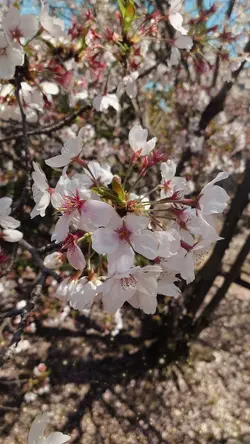 桜の季節【クリップ9枚】