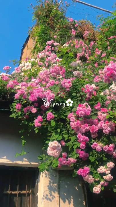 Printemps 