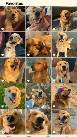Cute dog
