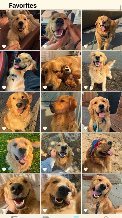 sevimli köpek