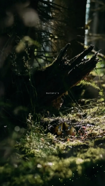 nature