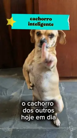 cachorro inteligente