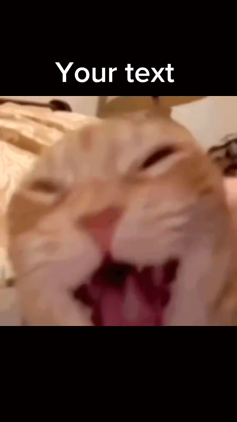 Katze lacht 