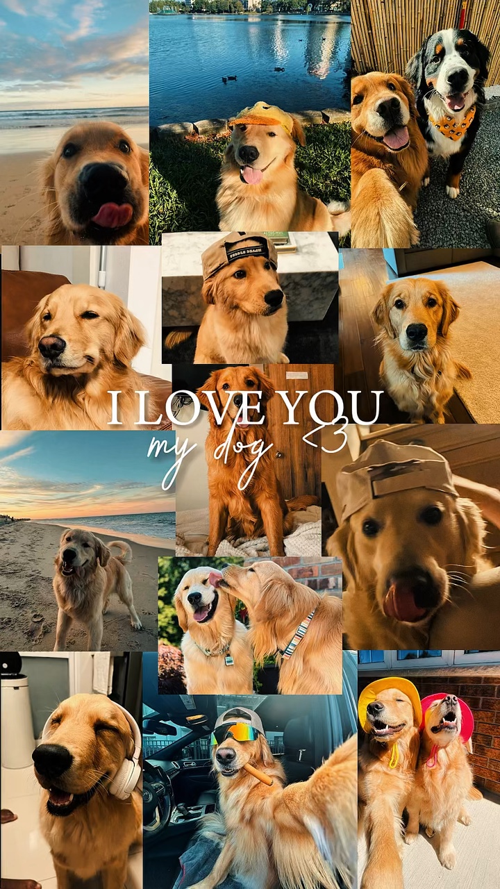 Mein Hund