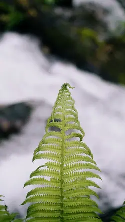 4 Videos Cinematic