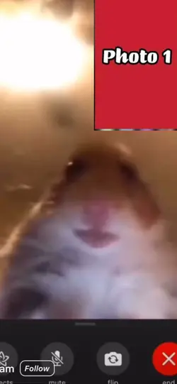 Hamster FaceTime 🤷‍♂️