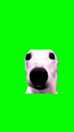 Green screen: dog